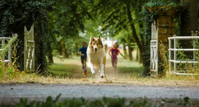 Lassie: Eine abenteuerliche Reise - DVD