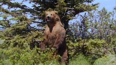 Grizzly Man - Blu-ray