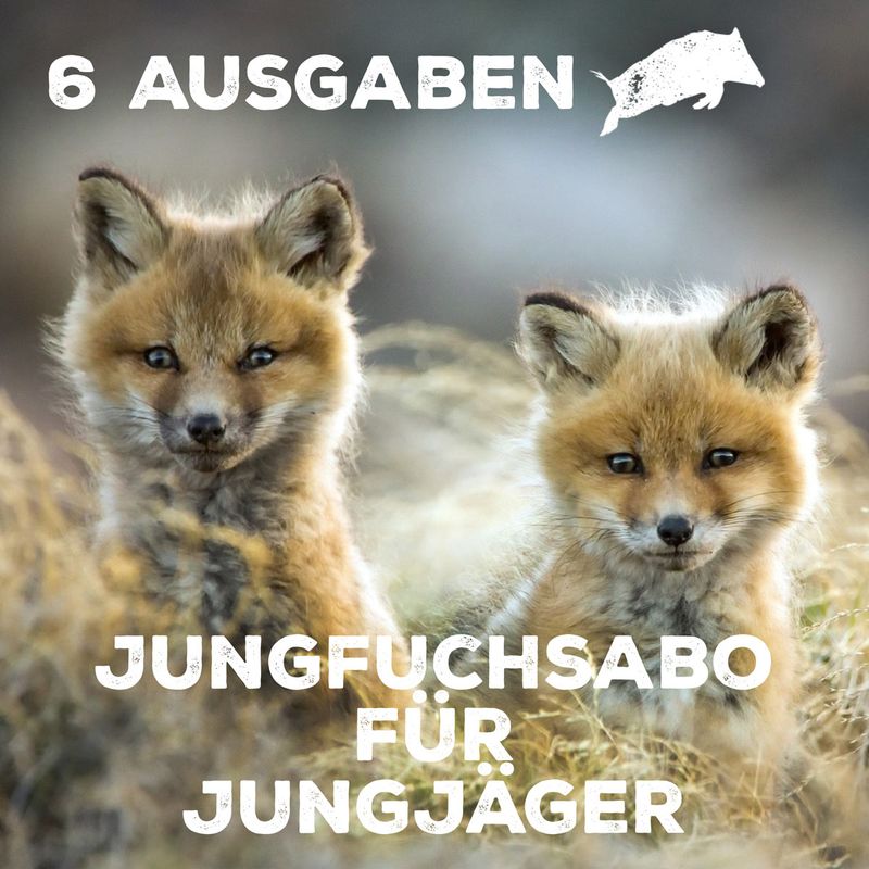 Überläufer-Jungfuchsabo Deutschland