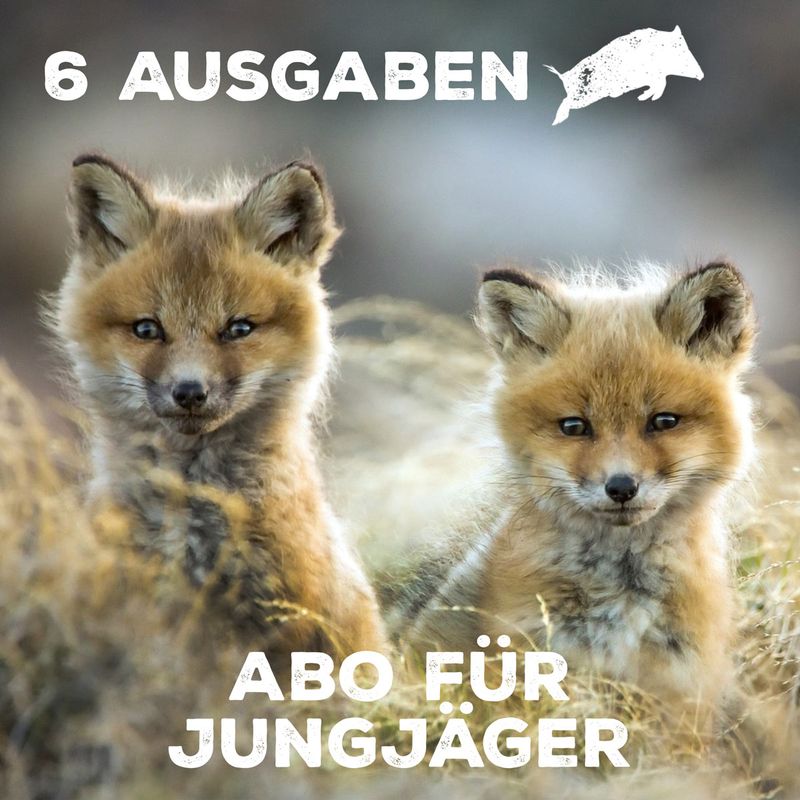 Überläufer-Jungfuchsabo Deutschland
