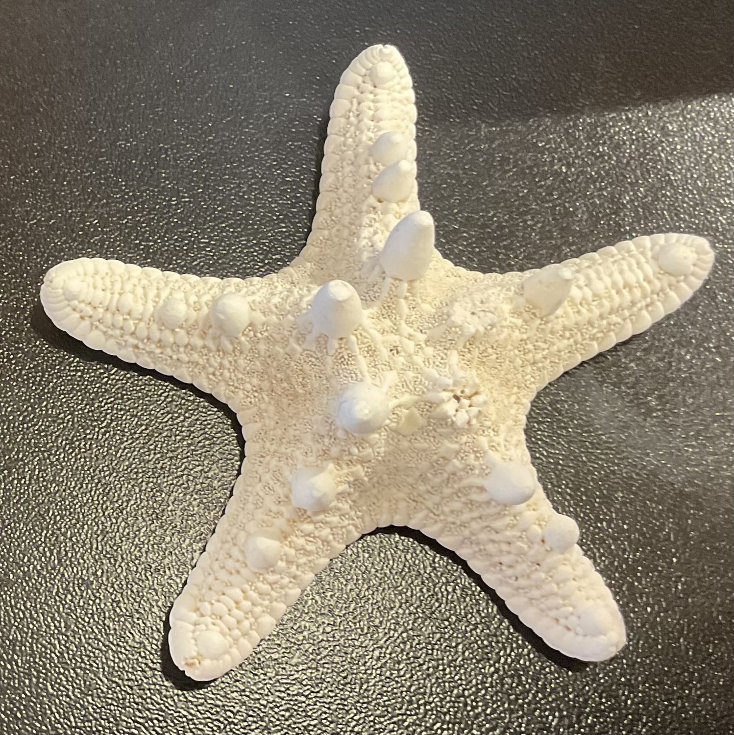 Knobby Starfish TSG0003