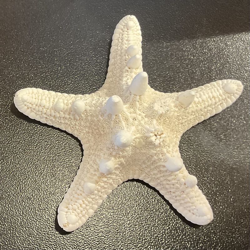 Knobby Starfish TSG0003