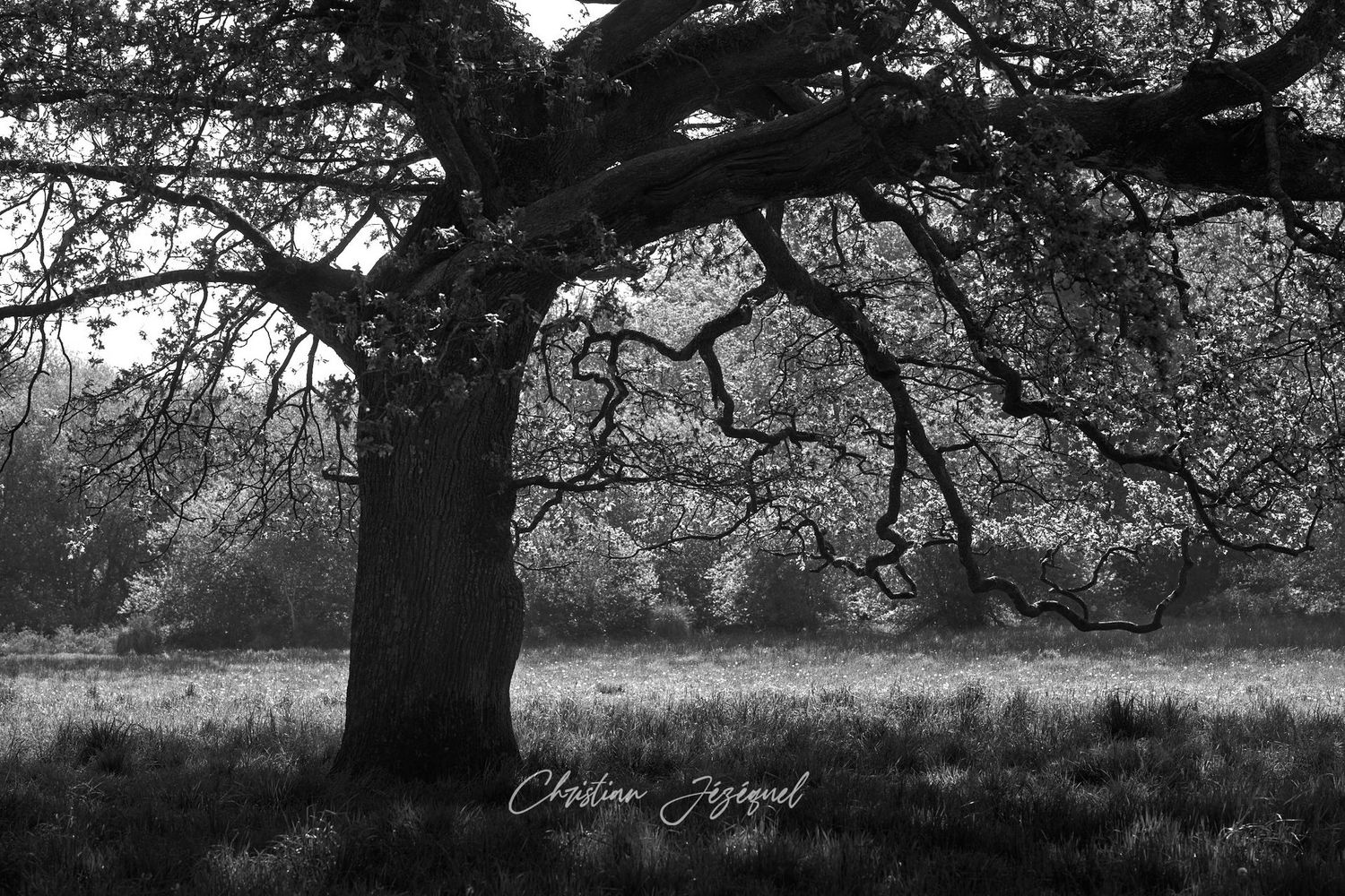 La Quiétude de l'Arbre au Soleil