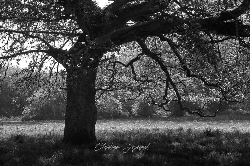 La Quiétude de l'Arbre au Soleil