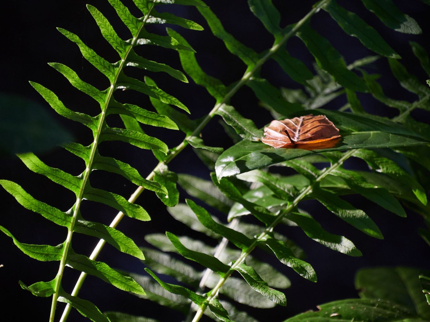 Repos d’automne sur fougères d’été