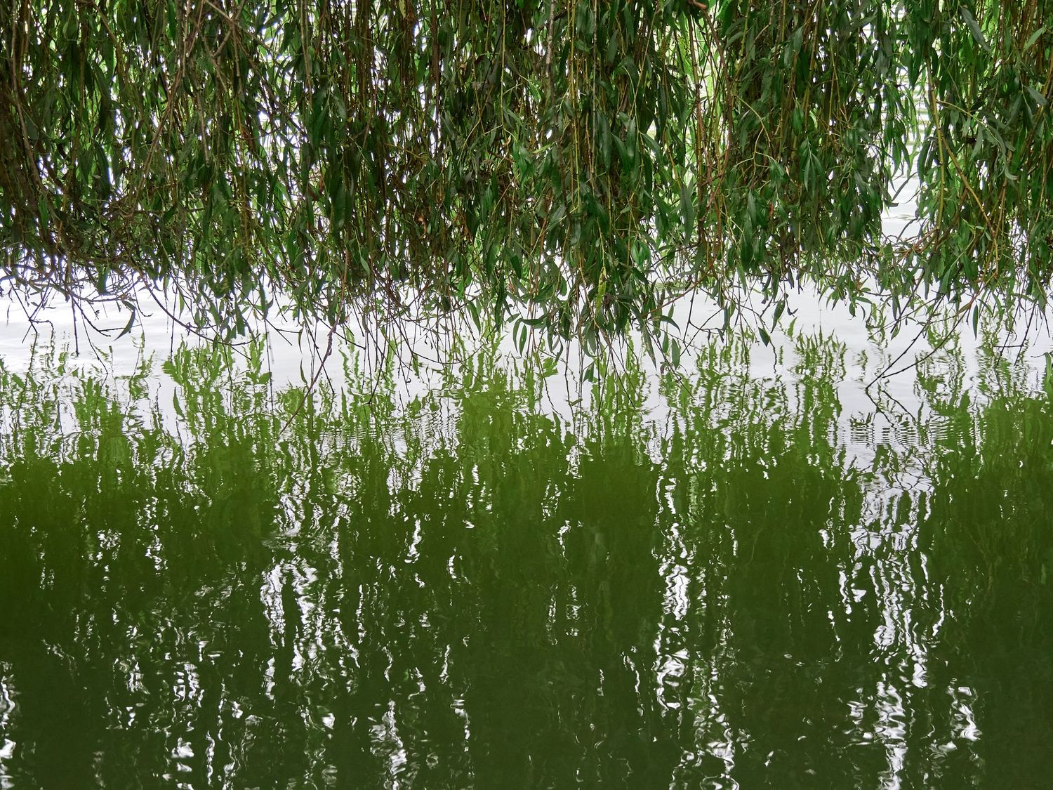 Saule qui pleure, vraiment !