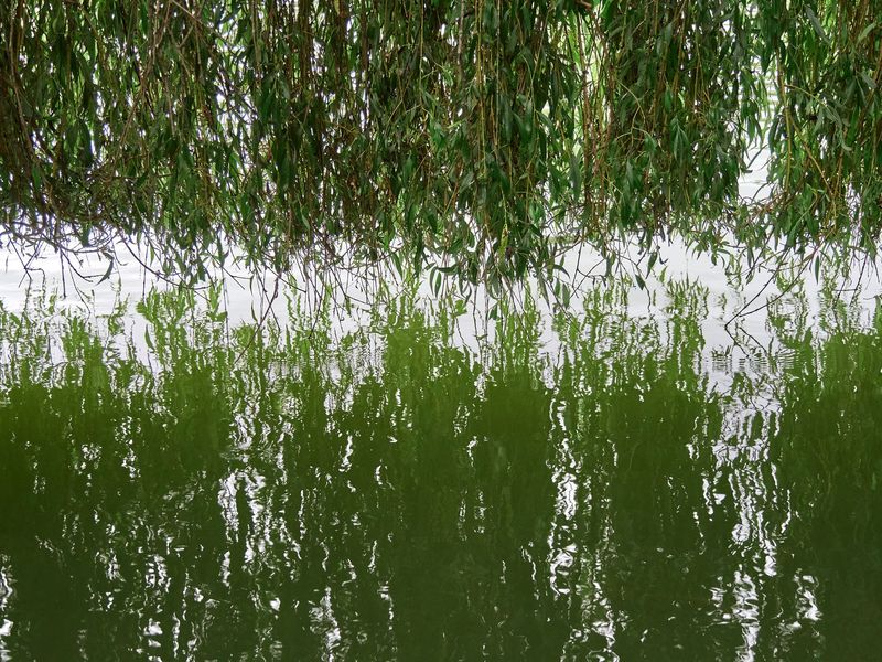 Saule qui pleure, vraiment !