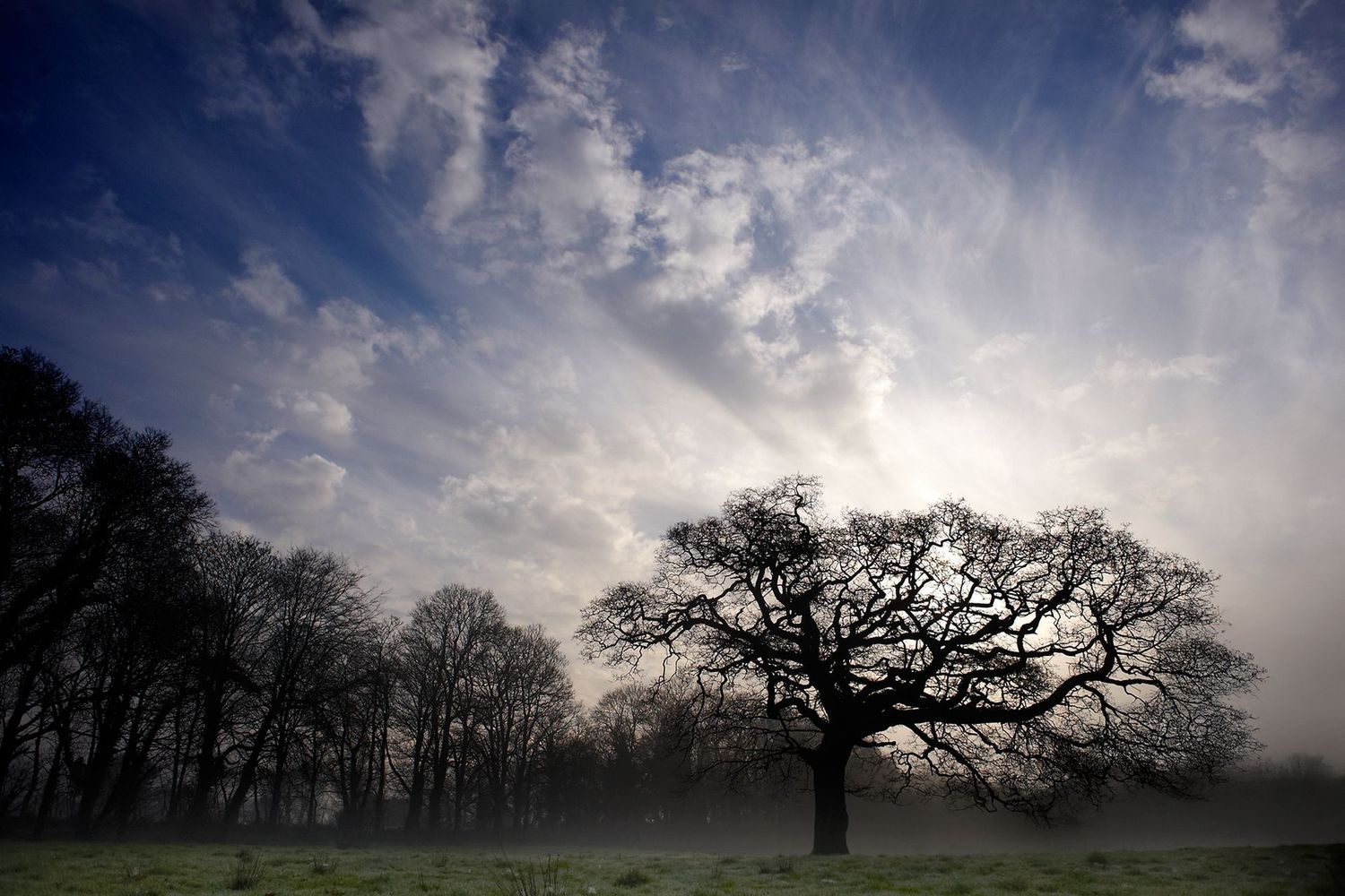 L'Arbre et le Ciel