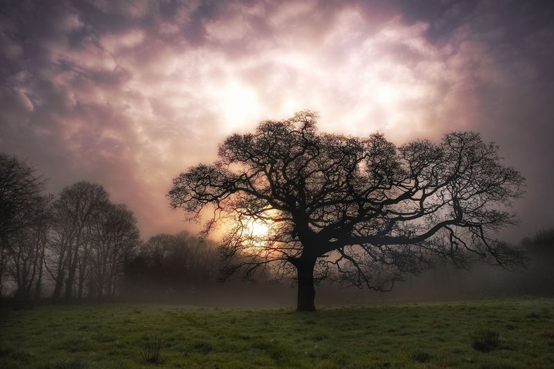L'Arbre et le Ciel , encore !