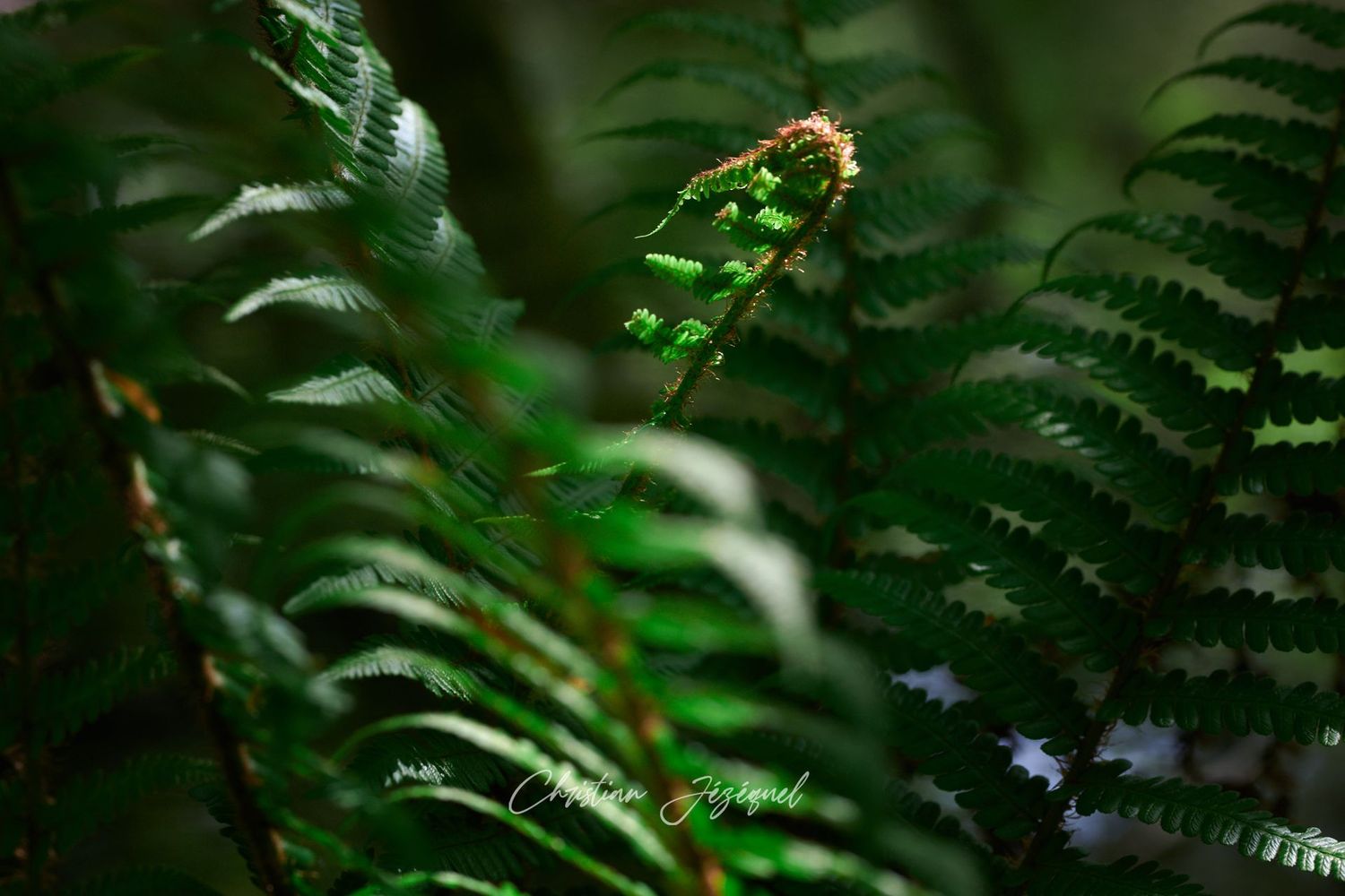 Bébé Fougère montre son Nez