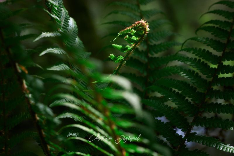 Bébé Fougère montre son Nez