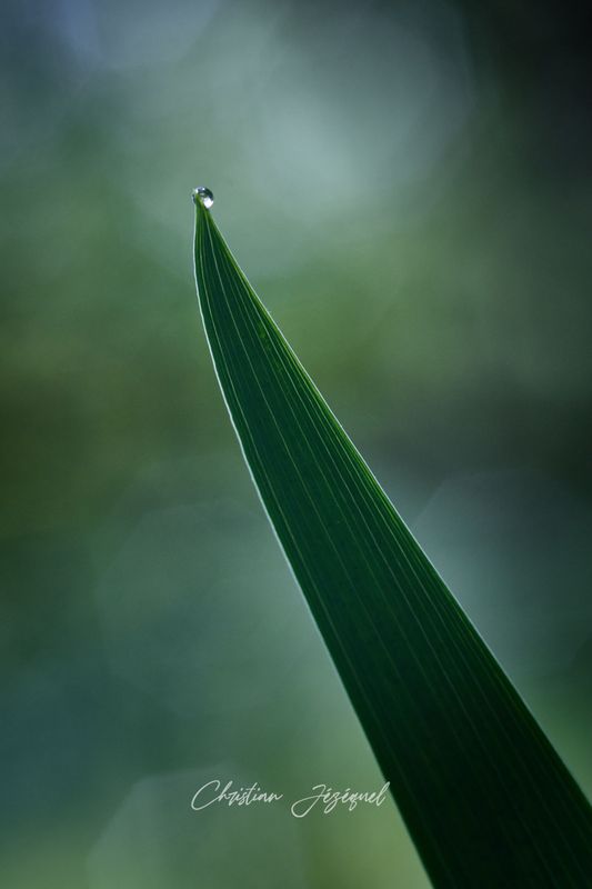 Goutte D'Eau à la Pointe
