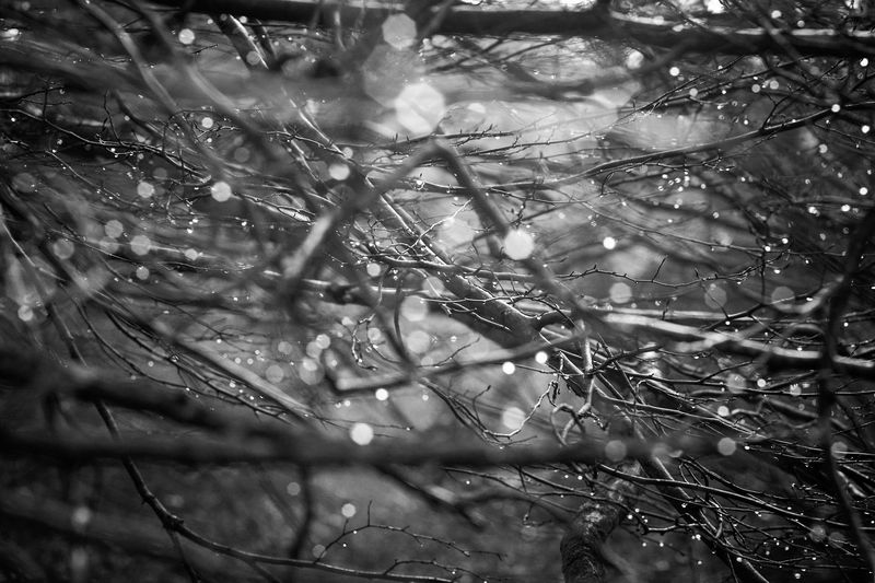 Constellation Aquatique