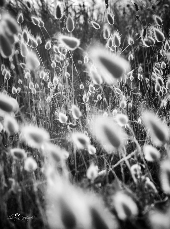 Queues de Lièvre dans le soleil