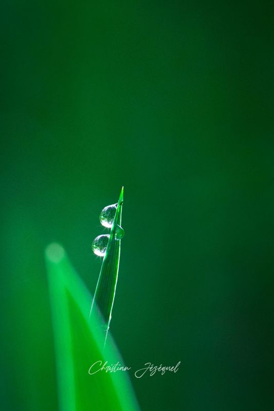 La Délicatesse de l'Eau