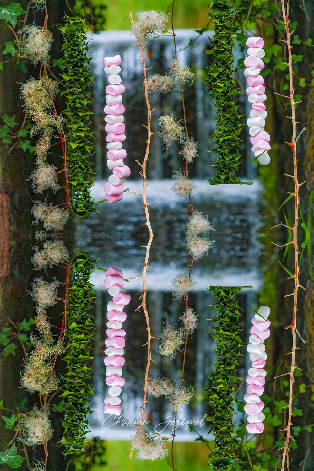 Guimauve Composition