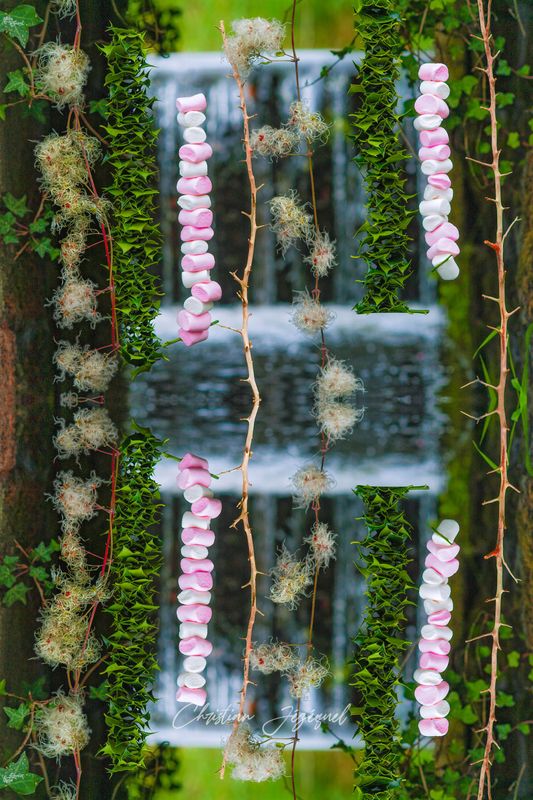 Guimauve Composition