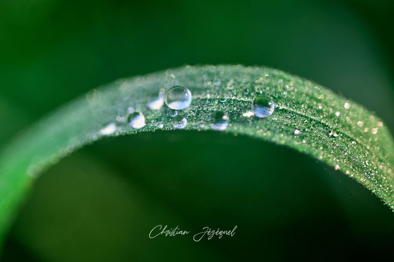 Gouttes de Chlorophylle