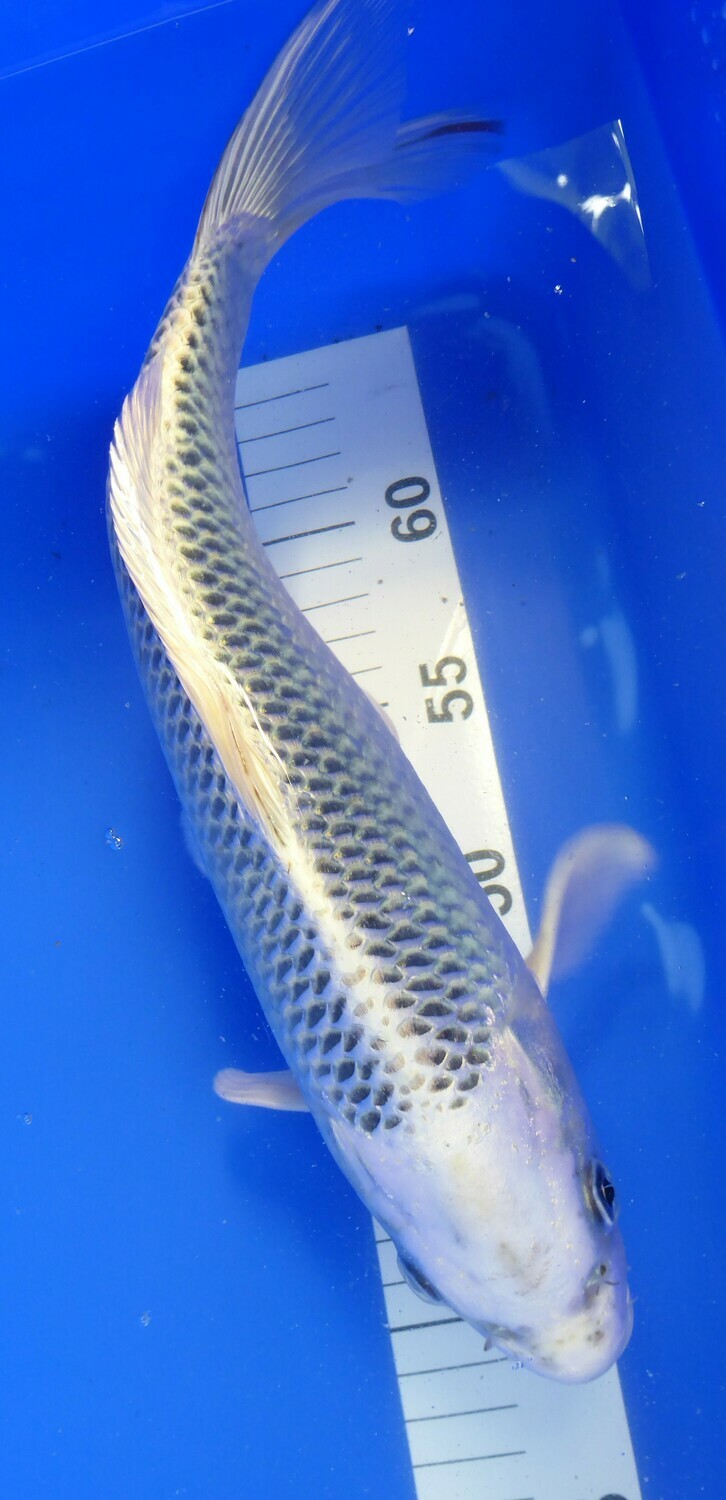 Breeder - Ozumi. Gin Matsuba. 33 - 34cm