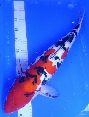 Breeder - Oofuchi. Doitsu Sanke. 57 - 58cm. Breeder - Oofuchi. Doitsu Sanke. 57 - 58cm.