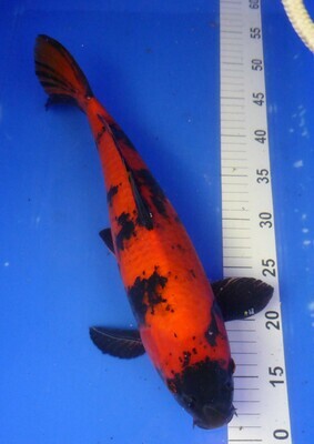 Breeder - Hirasawa. Hi Utsuri. 37 - 39cm Breeder - Hirasawa. Hi Utsuri. 37 - 39cm
