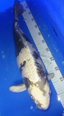 Breeder - Yama. Gin Shiro Utsuri. 54 - 56cm SALE PRICE £895