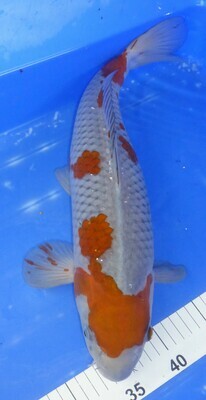 Breeder Oofuchi. Ochiba Shigure. 43 - 44cm.