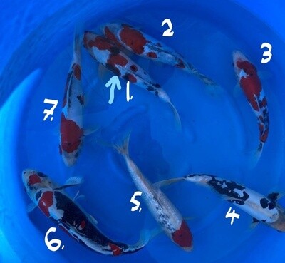 Breeder - Sak San Doitsu Showax2 (No.1 Sold), Doitsu Shiro( No.4.Sold), Gin Rin Tancho Showa, B/Kikukuryu (No.6.SOLD) & Doitsu Sanke £285 - £395 Each . 30 - 40cm Breeder - Sak San Doitsu Showax2 (No.1 Sold), Doitsu Shiro( No.4.Sold), Gin Rin Tancho Showa, B/Kikukuryu (No.6.SOLD) & Doitsu Sanke £285 - £395 Each . 30 - 40cm