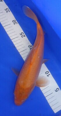 Breeder - Hirasawa. Orange Ogon. 31 - 32cm