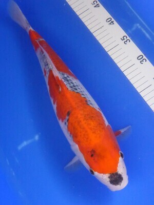 Breeder - Ozu San. Goshiki. 39 - 40cm
