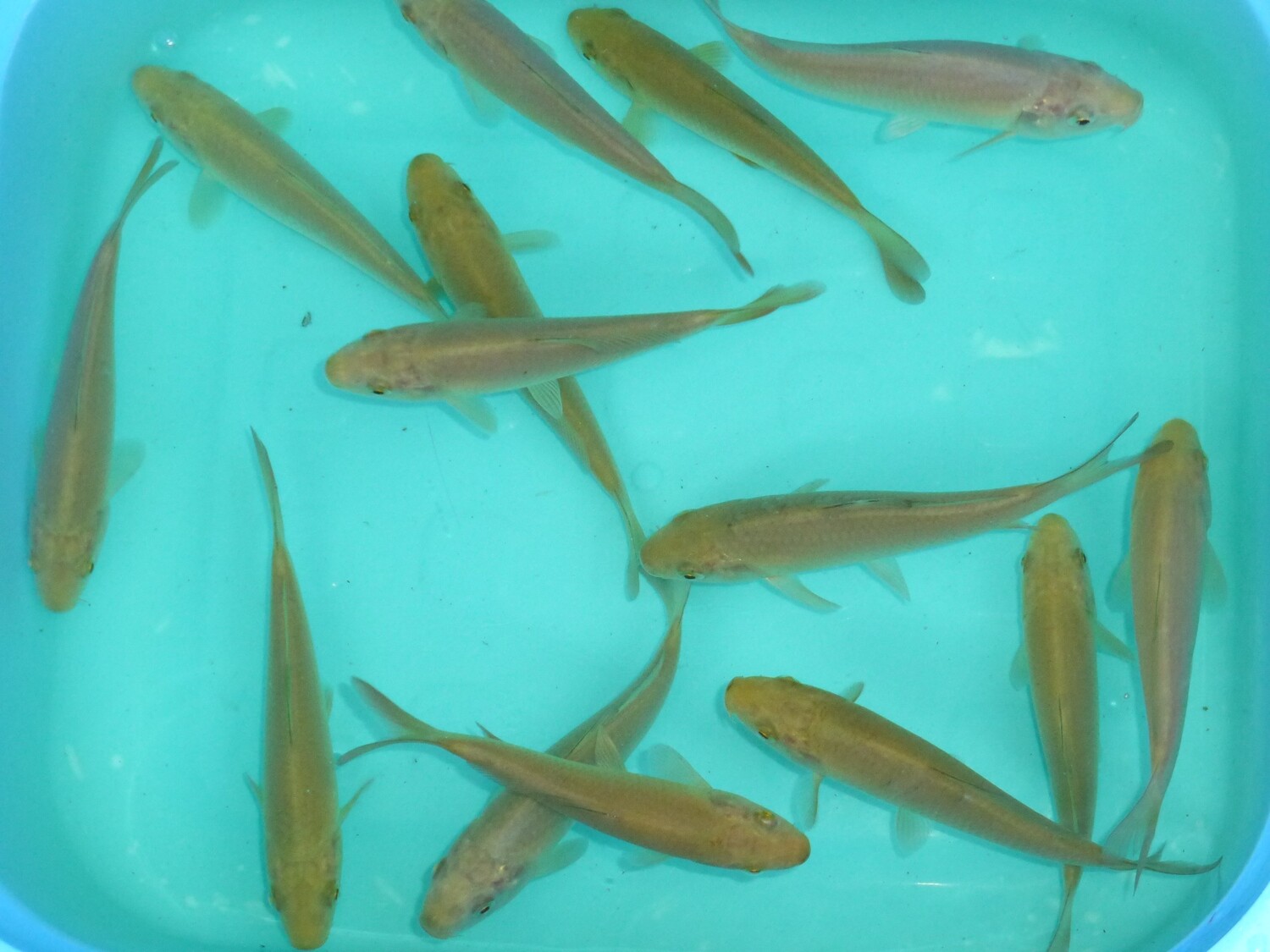Breeder - Hirasawa. Chagoi. 14 - 16cm