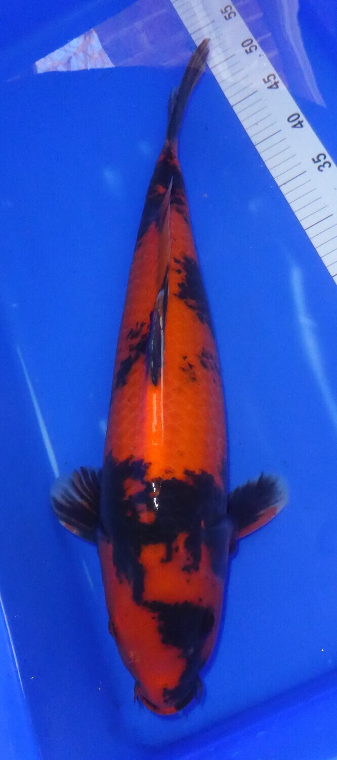 Breeder - Shinoda. Hi Utsuri. 54 - 55cm.