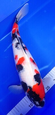 Breeder - Sakuma.HQ Kindai Showa.49 -50cm. Reduced in Sale