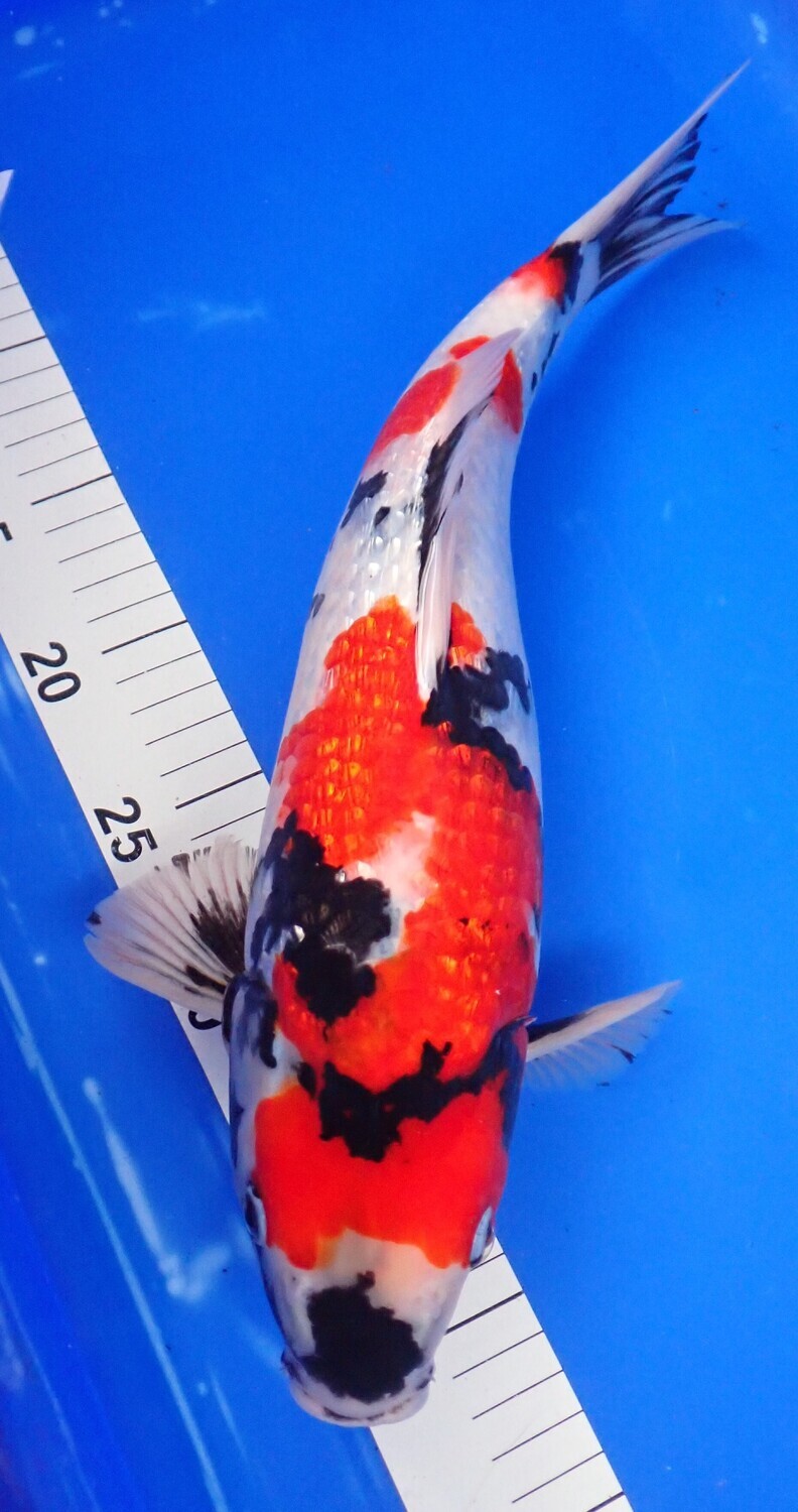 Breeder - Sakuma. Gin Rin Showa. 40 - 42cm.Reduced in Sale