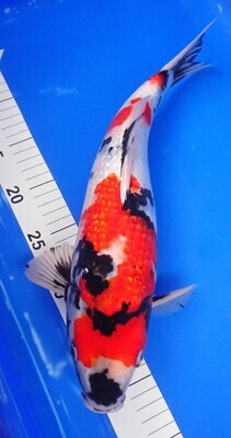 Breeder - Sakuma. Gin Rin Showa. 40 - 42cm.Reduced in Sale