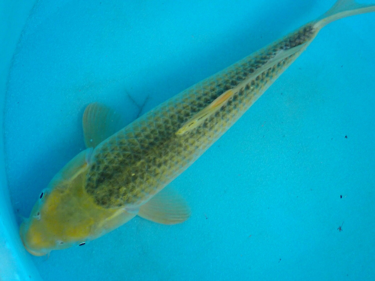 Breeder - Maruhiroi. Ki Matsuba. 38 - 40cm