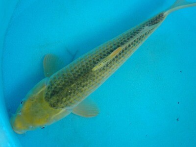 Breeder - Maruhiroi. Ki Matsuba. 38 - 40cm