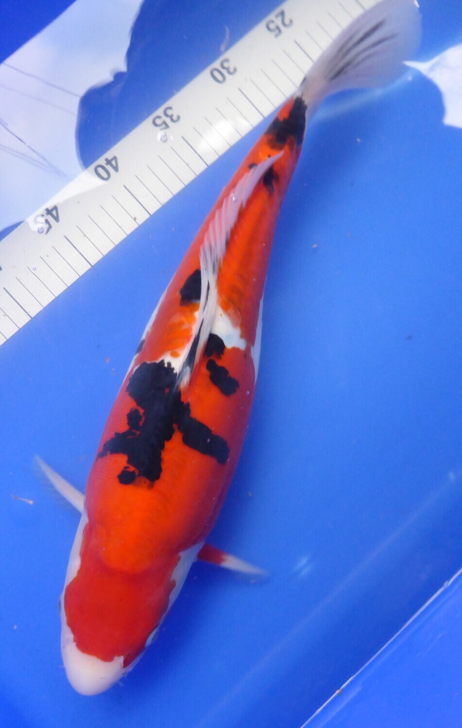 Breeder Tsuna. Aka Doitsu Sanke. 40 - 42cm