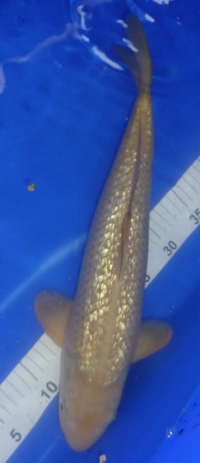 Breeder - Miruhiroi. Gin Rin Chagoi. 40 -42cm