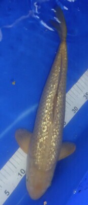 Breeder - Miruhiroi. Gin Rin Chagoi. 40 -42cm