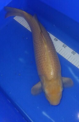 Breeder - Miruhiroi. Chagoi. 48 - 50cm