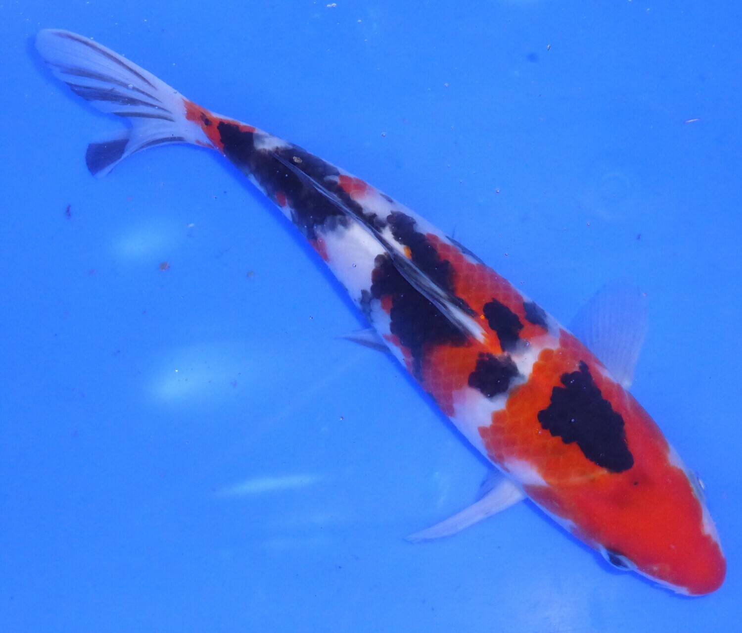 Breeder - Sakuma. Sanke. 22- 23cm
