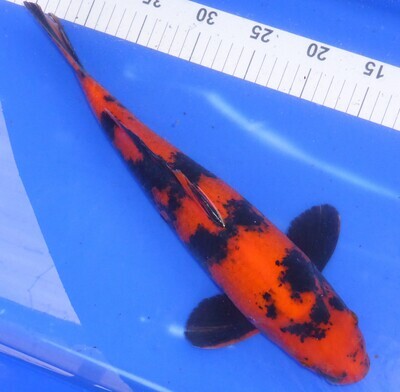 Breeder - Shinoda. Hi Utsuri. 40 - 41cm