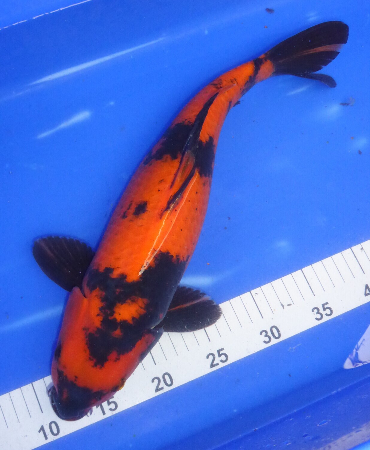 Breeder - Shinoda.Hi Grade. Hi Utsuri. 44 - 45cm