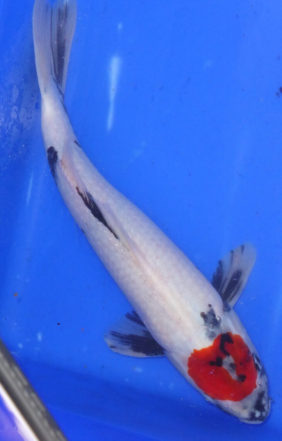 Breeder - Sakuma. Tancho Showa. 36 - 38cm