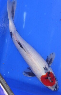 Breeder - Sakuma. Tancho Showa. 36 - 38cm