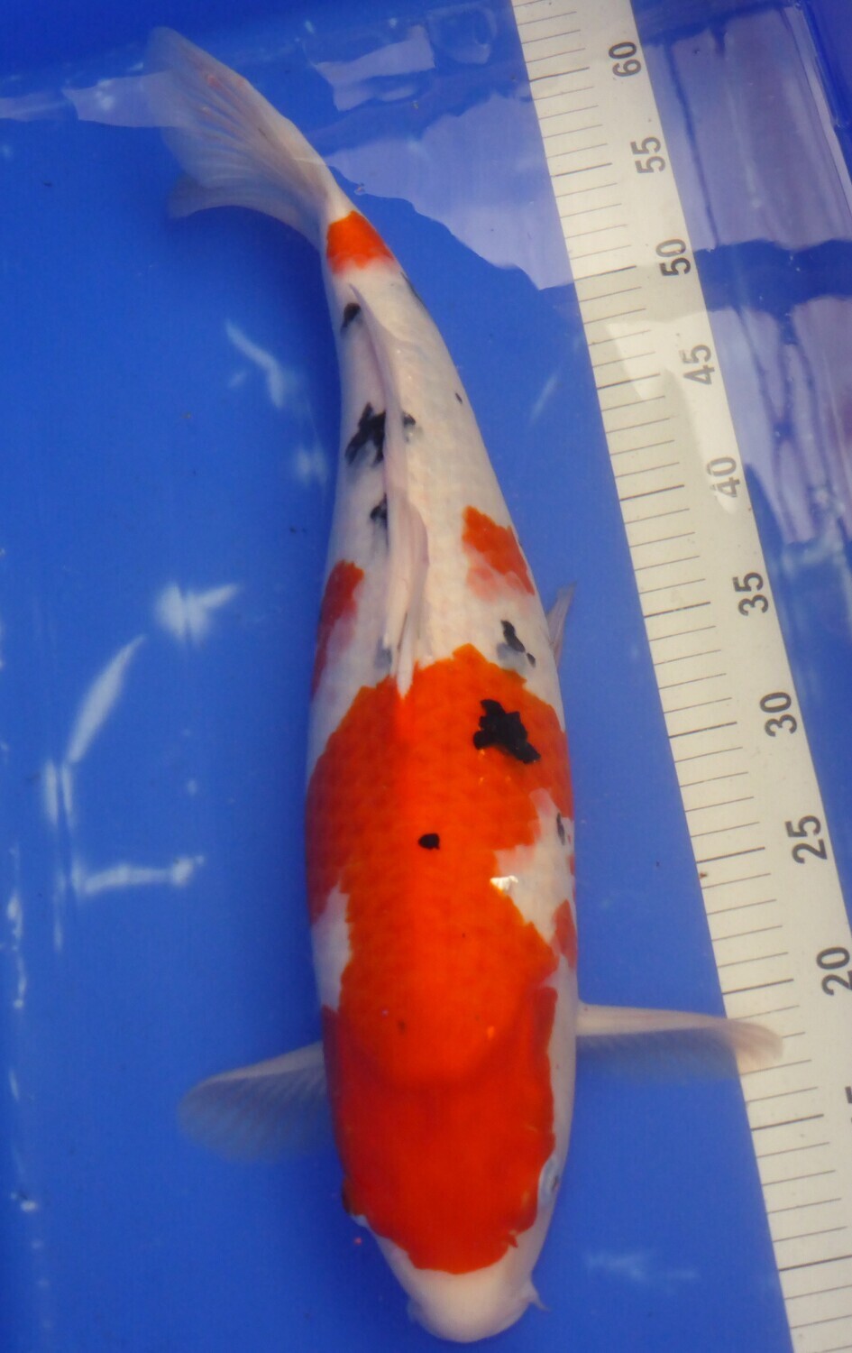 Breeder - Sakuma.Sanke. 54 - 55cm.Special Offer.