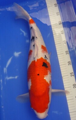 Breeder - Sakuma.Sanke. 54 - 55cm.Special Offer.Reduced IN SALE