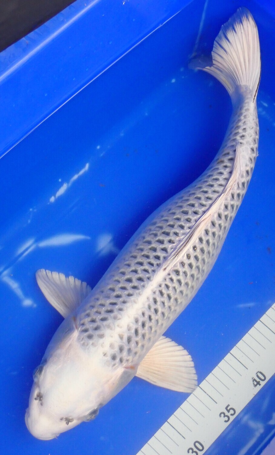 Breeder - Sakuma . Gin Matsuba. 55 - 57cm.SOLD