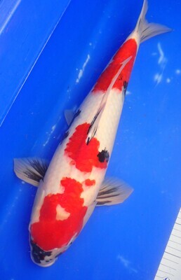 Breeder - Sakuma.HQ Kindai Showa. 55 - 56cm.Reduced in SALE